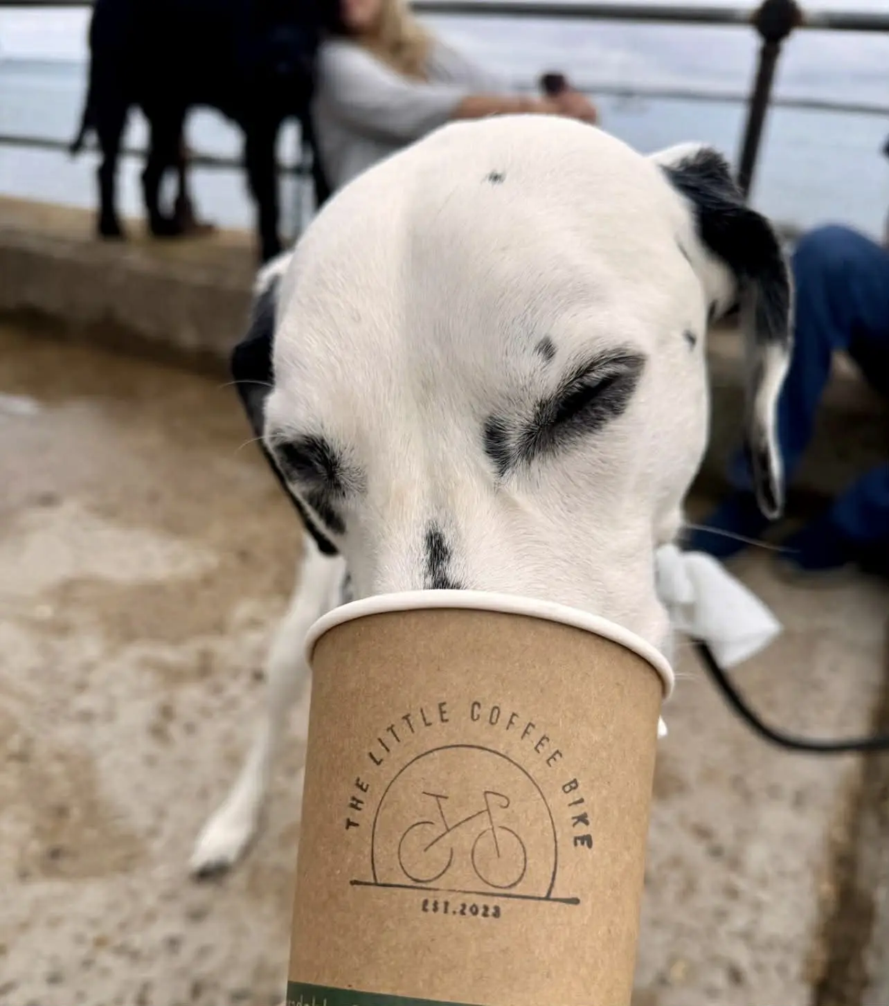 Dog drinking from coffee cup